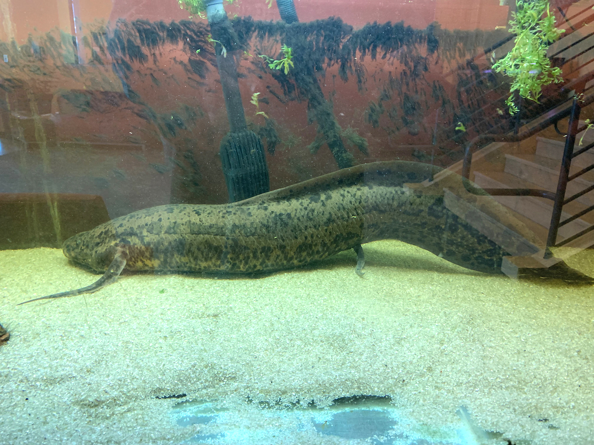african lung fish