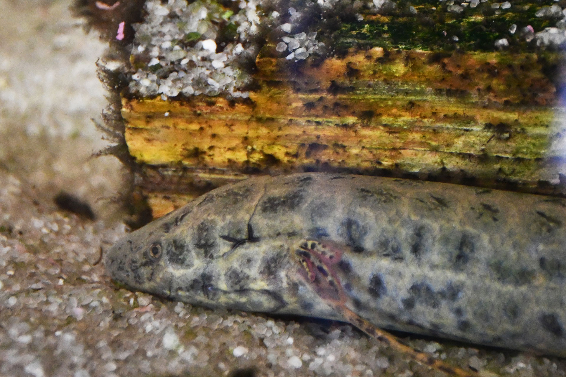 lungfish 2