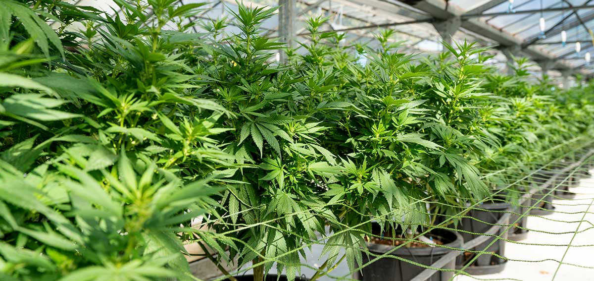 Greenhouse containing cannabis plants